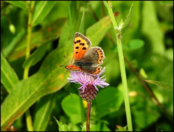 Small Copper 300818