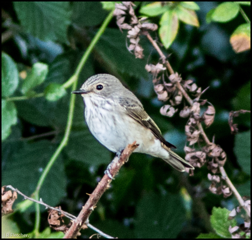 Spotted Flycatcher 250818.jpg