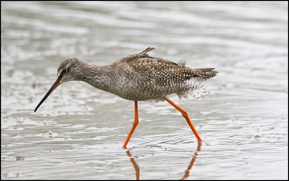 Spotted Redshank260818.jpg