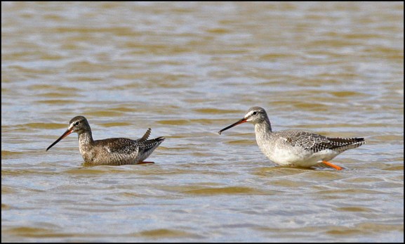 Spotted Redshanks 290818 1