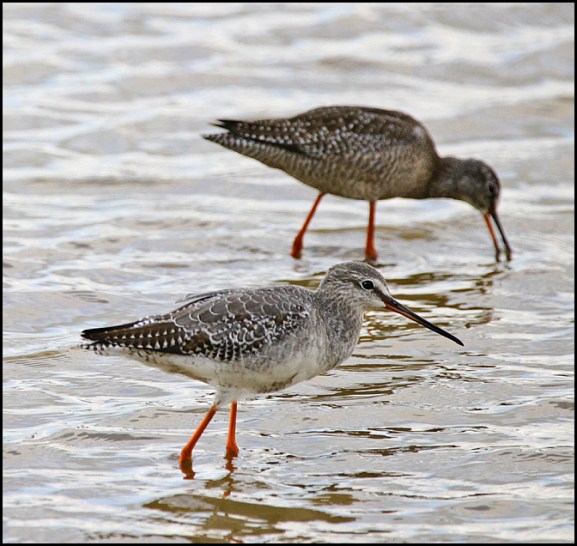 Spotted Redshanks 290818 2