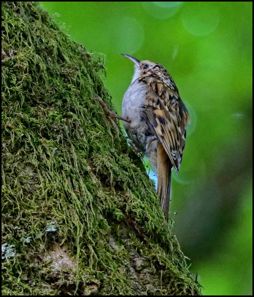 Treecreeper 080818.jpg
