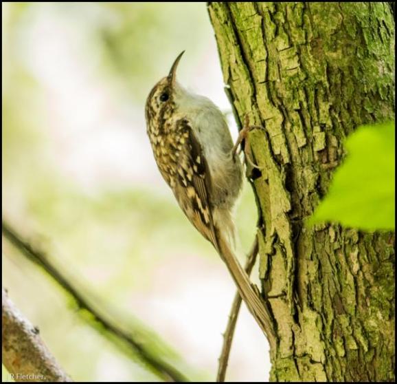 Treecreeper 300818