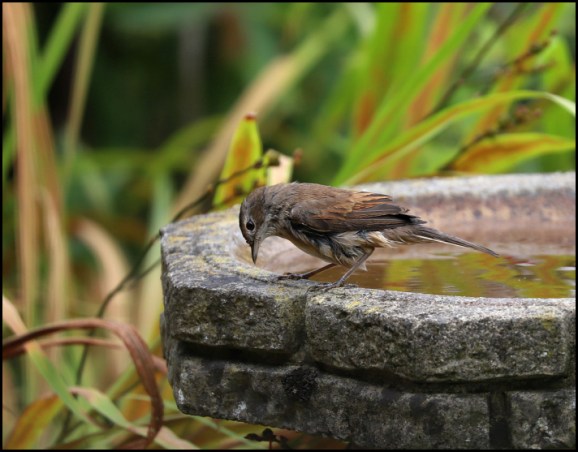 Whitethroat 220818.jpg