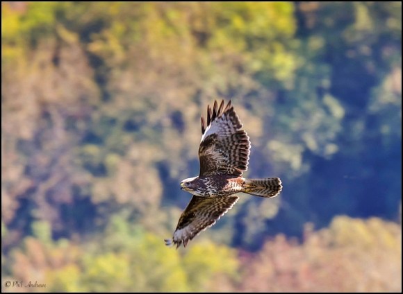 Buzzard 260918