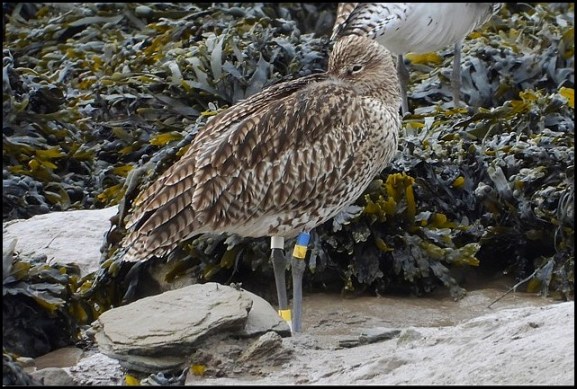 Curlew 300918