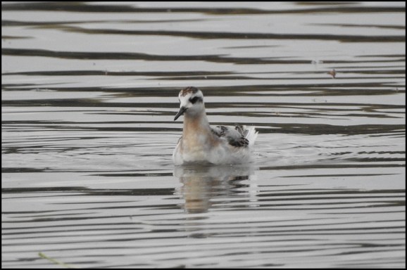 Grey Phalarope 1 200918