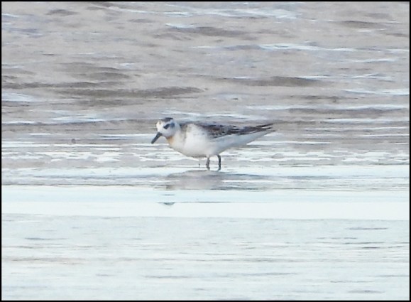 Grey Phalarope 230918