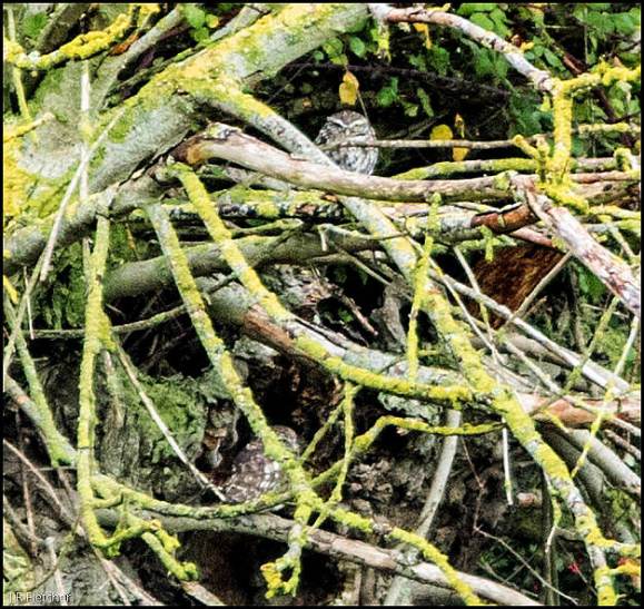 Little Owls 230918