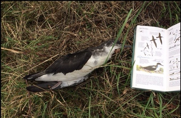 Manx Shearwater 150918