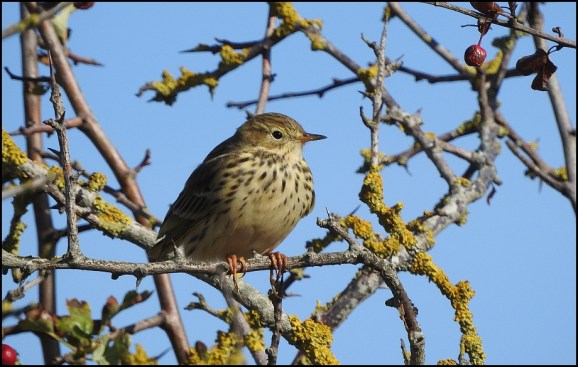 Meadow Pipit 290918