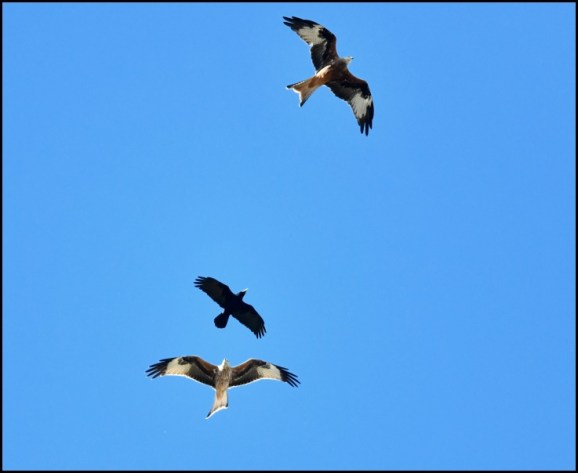 Red Kites 280918