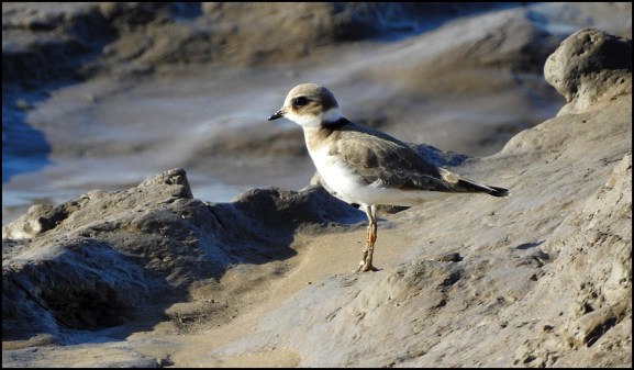 Ringed Plover 290918