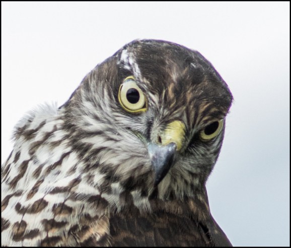 Sparrowhawk 030918 1