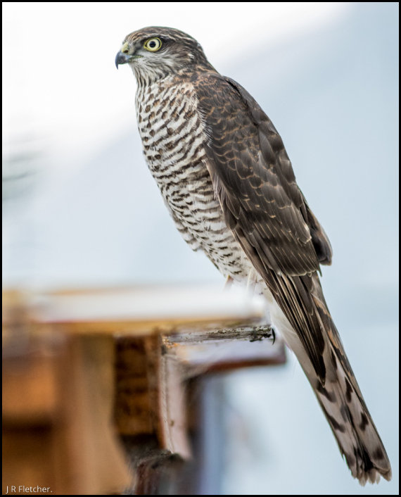 Sparrowhawk 030918 2