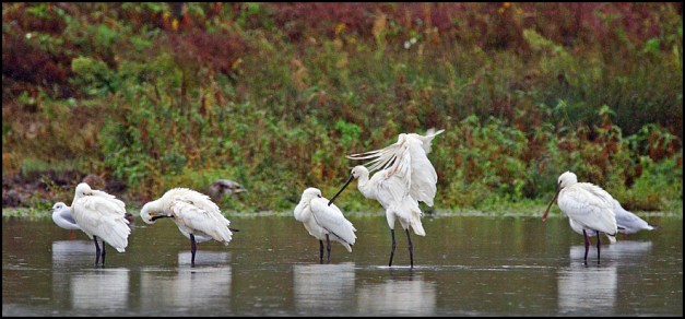 Spoonbills 220918.jpg