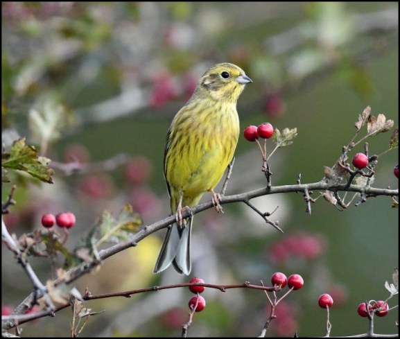 Yellowhammer 280918