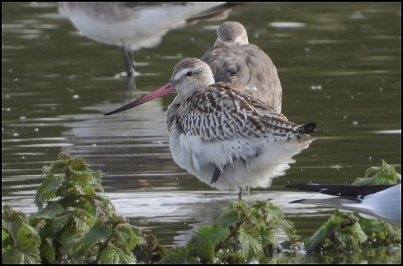 Bar-tailed Godwit 231018