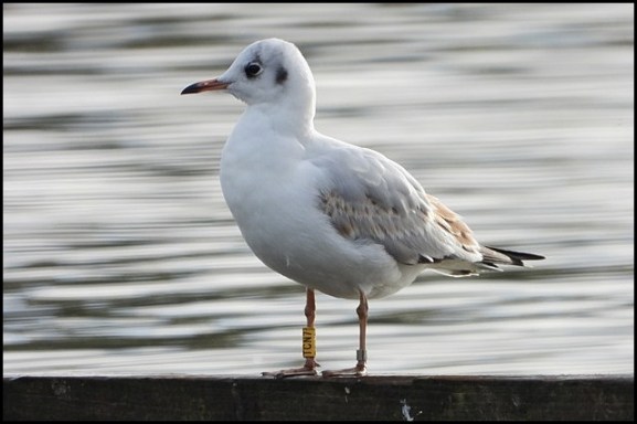 Black-headed Gull 231018