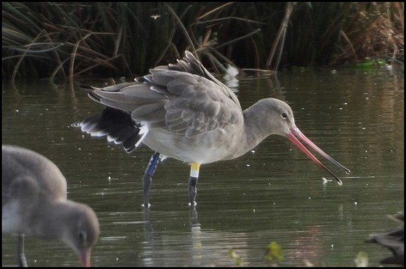 Black-tailed Godwit 231018