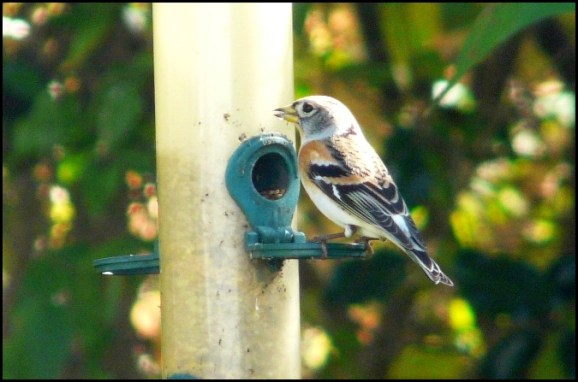 Brambling 091018