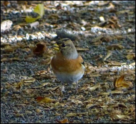 Brambling 261018