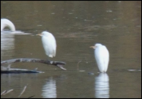 Cattle Egrets 091018