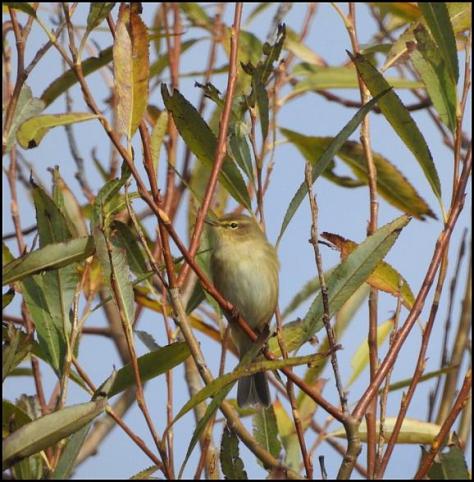 Chiffchaff 311018