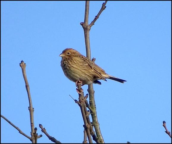 Corn Bunting 261018