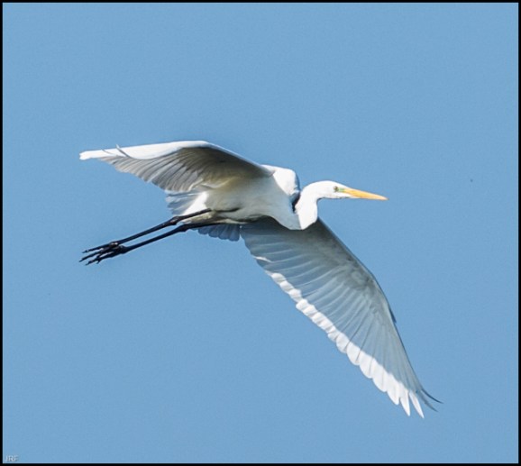 Great White Egret 101018