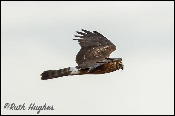 Hen Harrier 311018 1