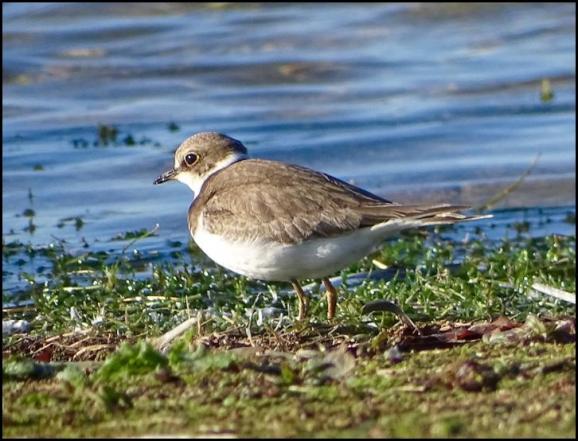 Little Ringed Plover 091018