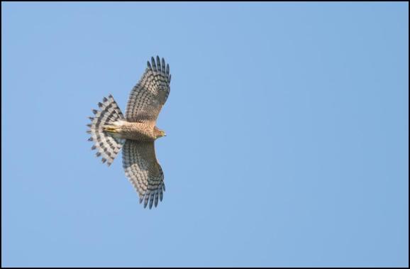 Sparrowhawk 101018