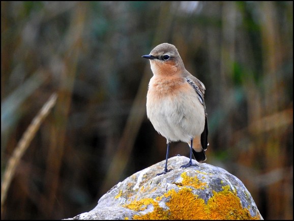 Wheatear 111018 2