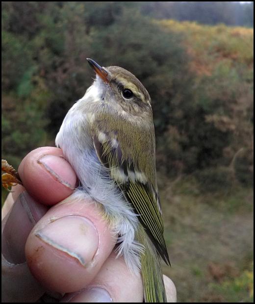 Yellow-browed Warbler 051018