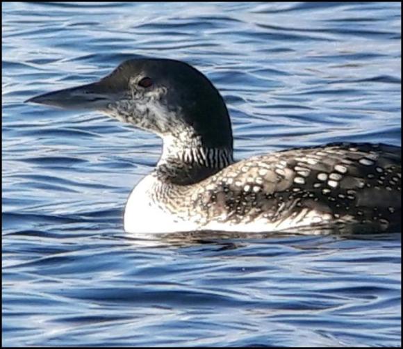 Great Northern Diver 121118