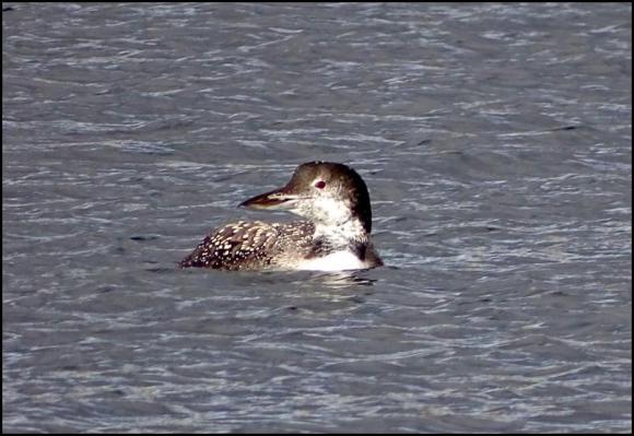 Great Northern Diver 131118