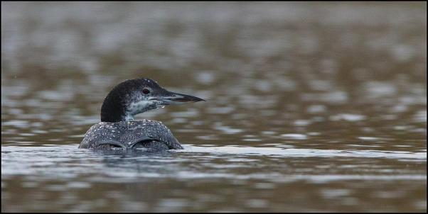 Great Northern Diver 151118