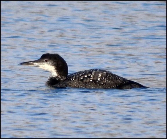 Great Northern Diver 171118