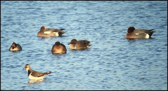 Green-winged Teal 301118 1