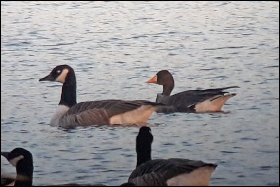 Greenland White-fronted Goose 171118 2