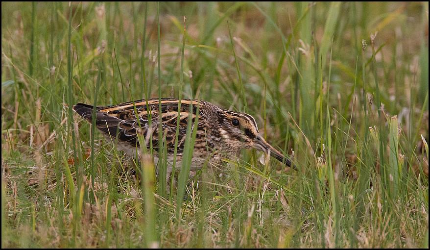 Jack Snipe 191118