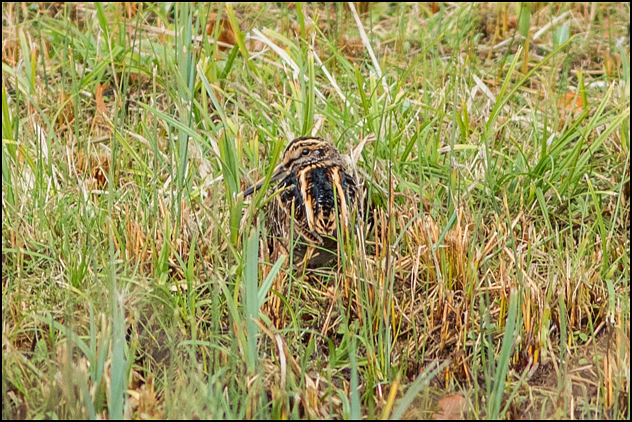 Jack Snipe 201118.jpg