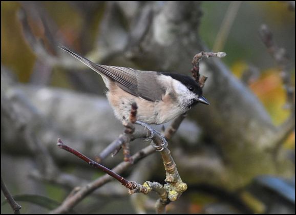 Marsh Tit 111118