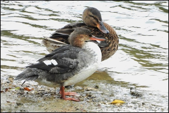 Red-breasted Merganser 061118 1