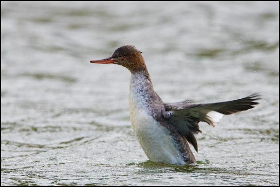 Red-breasted Merganser 061118 2