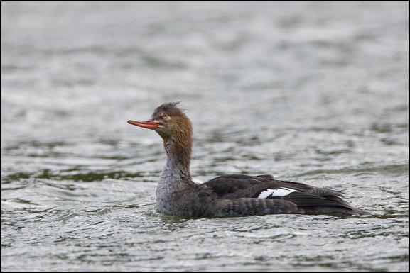 Red-breasted Merganser 061118 3
