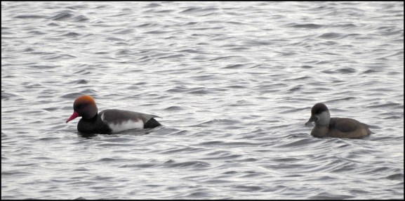 Red Crested Pochards 201118