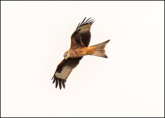 Red Kite 301118