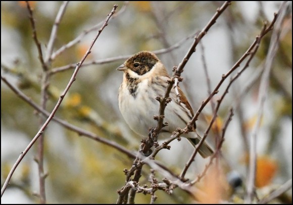 Reed Bunting 091118